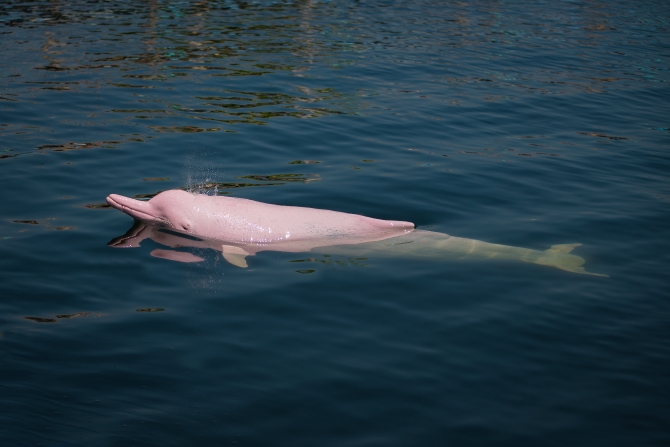 delfin_rosado